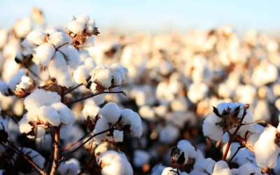 Organic Cotton Guide: 11 Fashion Brands to Help You Shop Sustainably