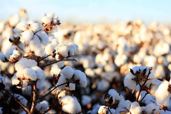 The sun shines on a field of organic cotton.