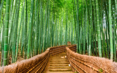 Embracing Sustainability: Discover the Benefits of Bamboo Products